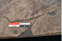 Foto (Detailansicht) von Persea speciosa Heer (NHMW-GEO-2024-0188-7995)